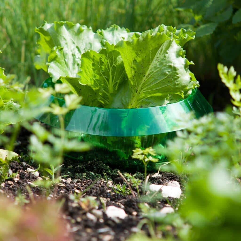 BARRIER Snail protect 6 pcs - Image 4