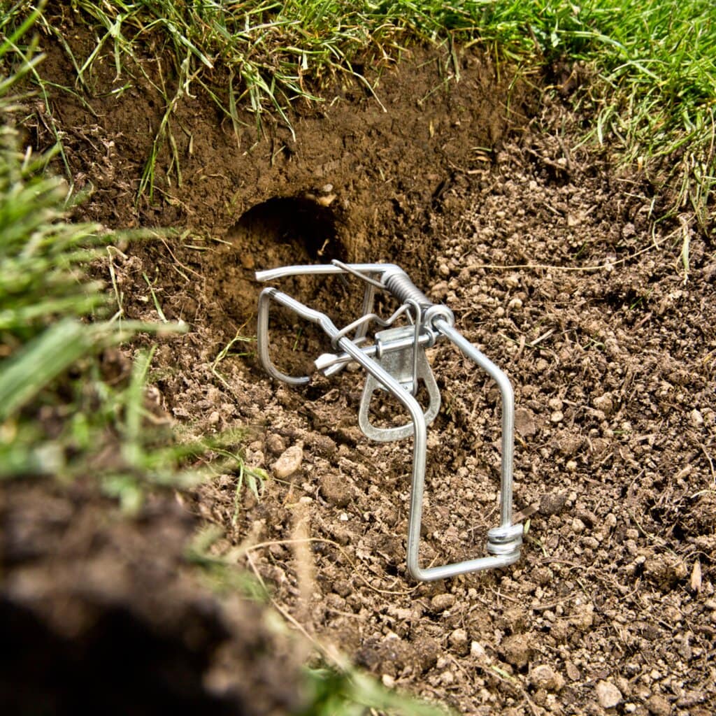 JAW Vole and Mole Trap Augsburg