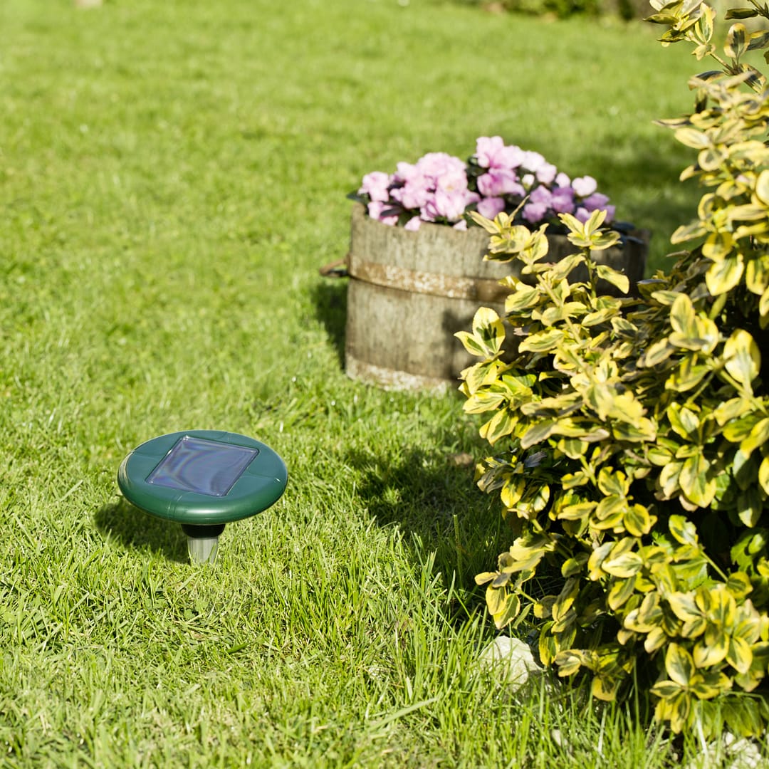 SOLAR Mullvad & Sorkskrämma Solcell - Bild 2